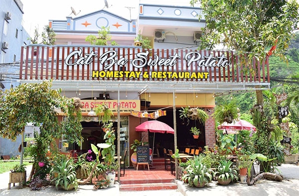 Cat Ba Sweet Potato