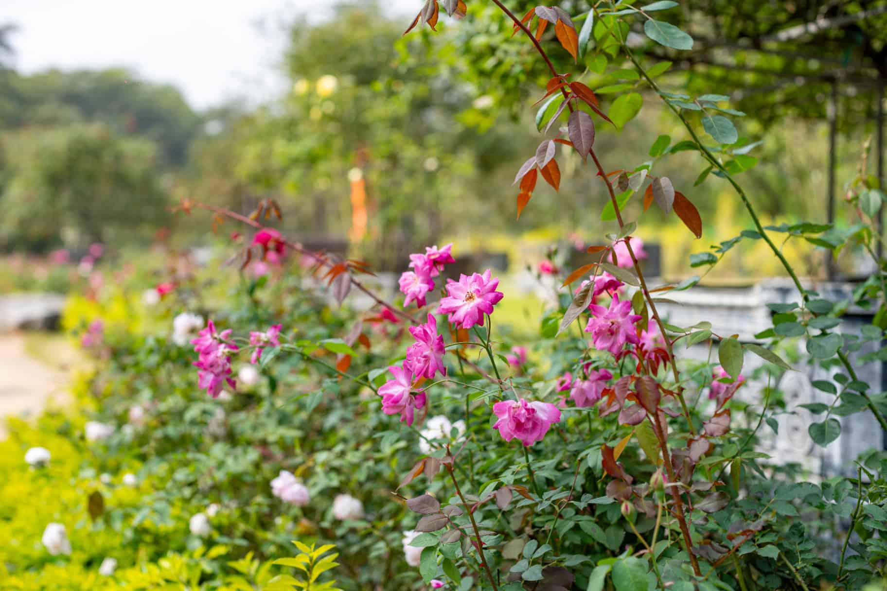 Flamingo Đại Lải có những tiện ích và dịch vụ gì?